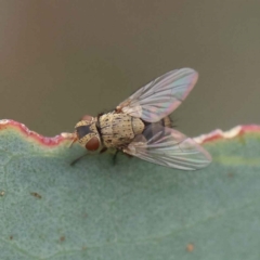 Tachinidae (family) (Unidentified Bristle fly) at O'Connor, ACT - 27 Feb 2023 by ConBoekel