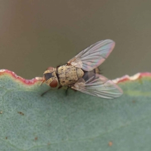 Tachinidae (family) at O'Connor, ACT - 28 Feb 2023 10:00 AM