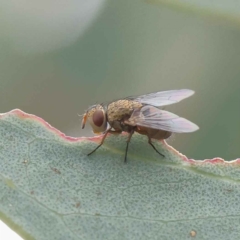 Tachinidae (family) at O'Connor, ACT - 28 Feb 2023