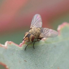 Tachinidae (family) at O'Connor, ACT - 28 Feb 2023 10:00 AM