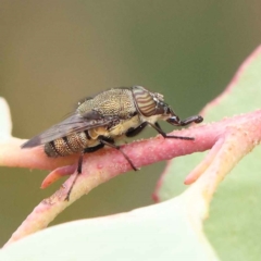 Stomorhina discolor (Snout fly) at O'Connor, ACT - 27 Feb 2023 by ConBoekel