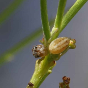 Salticidae (family) at O'Connor, ACT - 28 Feb 2023