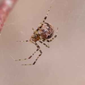 Cryptachaea veruculata at O'Connor, ACT - 28 Feb 2023