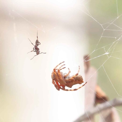 Phonognatha graeffei (Leaf Curling Spider) at O'Connor, ACT - 27 Feb 2023 by ConBoekel