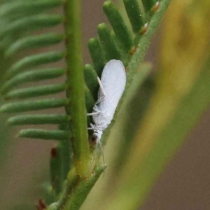 Coniopterygidae (family) at Dryandra St Woodland - 28 Feb 2023