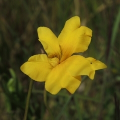 Goodenia pinnatifida (Scrambled Eggs) at Dunlop, ACT - 25 Nov 2022 by MichaelBedingfield