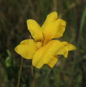 Goodenia pinnatifida at Dunlop, ACT - 25 Nov 2022