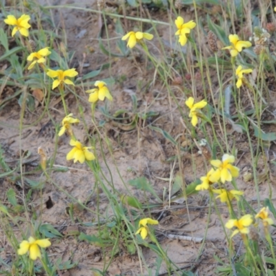 Goodenia pinnatifida (Scrambled Eggs) at Paddys River, ACT - 29 Oct 2022 by michaelb