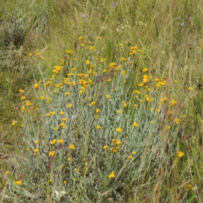 Chrysocephalum apiculatum (Common Everlasting) at Dunlop, ACT - 25 Nov 2022 by michaelb