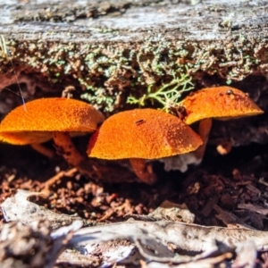 Gymnopilus sp. at Harolds Cross, NSW - 24 May 2023