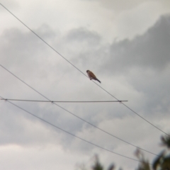 Falco cenchroides (Nankeen Kestrel) at Collingullie, NSW - 28 May 2023 by Darcy