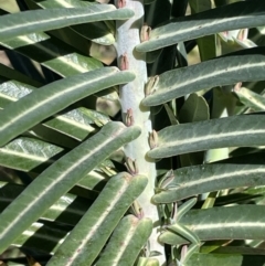 Euphorbia lathyris (Caper Spurge) at Karabar, NSW - 29 May 2023 by Mavis
