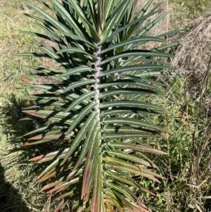 Euphorbia lathyris at Karabar, NSW - 29 May 2023 12:58 PM