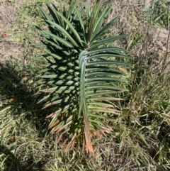 Euphorbia lathyris at Karabar, NSW - 29 May 2023