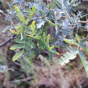 Acacia baileyana x Acacia dealbata at Watson, ACT - 29 May 2023