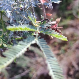 Acacia baileyana x Acacia dealbata at Watson, ACT - 29 May 2023