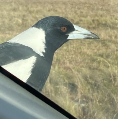 Gymnorhina tibicen (Australian Magpie) at Whitlam, ACT - 28 May 2023 by SteveBorkowskis