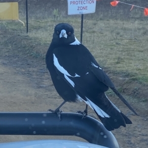 Gymnorhina tibicen at Whitlam, ACT - 29 May 2023