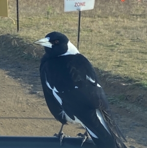 Gymnorhina tibicen at Whitlam, ACT - 29 May 2023