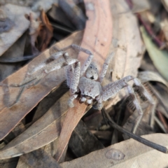 Isopeda canberrana (Canberra Huntsman Spider) at Kambah, ACT - 29 May 2023 by MatthewFrawley