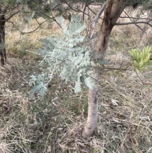 Acacia baileyana x Acacia dealbata at Yarralumla, ACT - 29 May 2023 04:57 PM