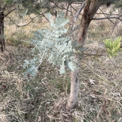 Acacia baileyana x Acacia dealbata (Cootamundra Wattle x Silver Wattle (Hybrid)) at Yarralumla, ACT - 29 May 2023 by lbradley