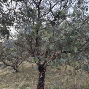 Acacia baileyana x Acacia dealbata at Yarralumla, ACT - 29 May 2023