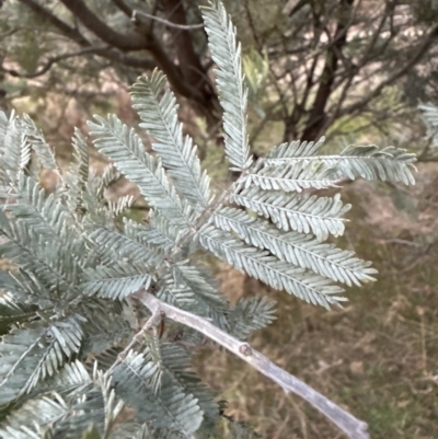 Acacia baileyana x Acacia dealbata (Cootamundra Wattle x Silver Wattle (Hybrid)) at Molonglo Valley, ACT - 29 May 2023 by lbradley