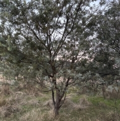 Acacia baileyana x Acacia dealbata at Yarralumla, ACT - 29 May 2023