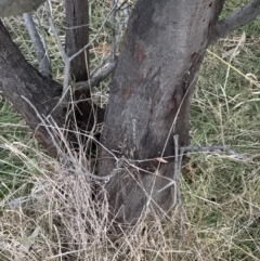 Acacia baileyana x Acacia dealbata at Yarralumla, ACT - 29 May 2023