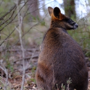 Wallabia bicolor at Coree, ACT - 29 May 2023