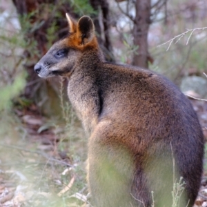 Wallabia bicolor at Coree, ACT - 29 May 2023