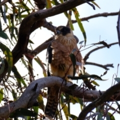 Falco longipennis (Australian Hobby) at Holt, ACT - 29 May 2023 by Kurt