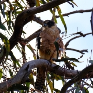 Falco longipennis at Holt, ACT - 29 May 2023 03:20 PM