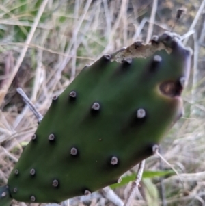 Opuntia sp. at Acton, ACT - 29 May 2023