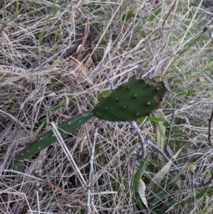 Opuntia sp. at Acton, ACT - 29 May 2023