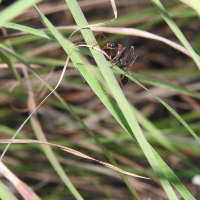 Myrmecia nigrocincta (Jumper ant, jumping jack) at Balgowlah Heights, NSW - 9 Mar 2023 by YumiCallaway