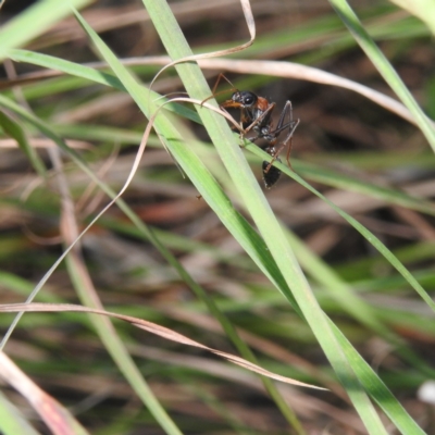 Unidentified Ant (Hymenoptera, Formicidae) at Balgowlah Heights, NSW - 9 Mar 2023 by YumiCallaway