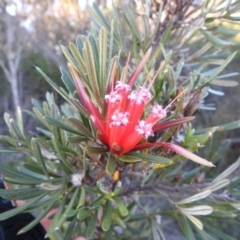 Lambertia formosa at Balgowlah Heights, NSW - 9 Mar 2023