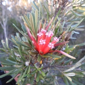 Lambertia formosa at Balgowlah Heights, NSW - 9 Mar 2023