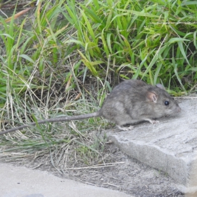 Rattus rattus (Black Rat) at Sydney Harbour National Park - 9 Mar 2023 by YumiCallaway