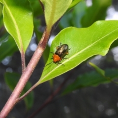 Lamprolina (genus) (Pittosporum leaf beetle) at Balgowlah Heights, NSW - 9 Mar 2023 by YumiCallaway