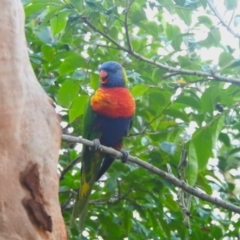 Trichoglossus moluccanus (Rainbow Lorikeet) at Balgowlah Heights, NSW - 9 Mar 2023 by YumiCallaway