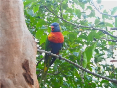 Trichoglossus moluccanus (Rainbow Lorikeet) at Balgowlah Heights, NSW - 9 Mar 2023 by YumiCallaway