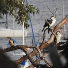 Phalacrocorax varius (Pied Cormorant) at Fairlight, NSW - 9 Mar 2023 by YumiCallaway