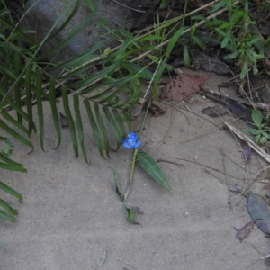 Commelina cyanea at Seaforth, NSW - 9 Mar 2023