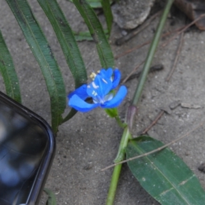 Commelina cyanea at Seaforth, NSW - 9 Mar 2023