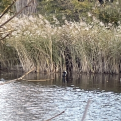 Microcarbo melanoleucos (Little Pied Cormorant) at Queanbeyan East, NSW - 29 May 2023 by Hejor1