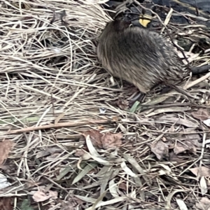 Hydromys chrysogaster at Queanbeyan East, NSW - 29 May 2023 04:56 PM