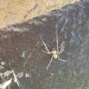 Cryptachaea gigantipes at Queanbeyan East, NSW - 29 May 2023 03:56 PM